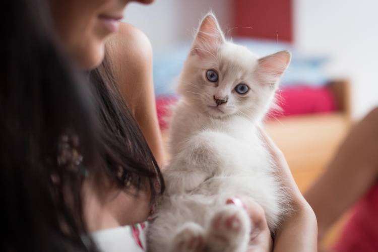 Fournitures pour nouveaux chatons