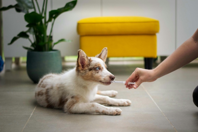 puppy taking liquid medicine from a syringe