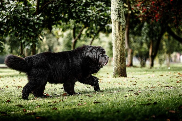 Newfoundland dog walking outdoors