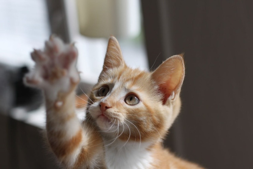 Close up of an orange kitten pawing in the air with claws out