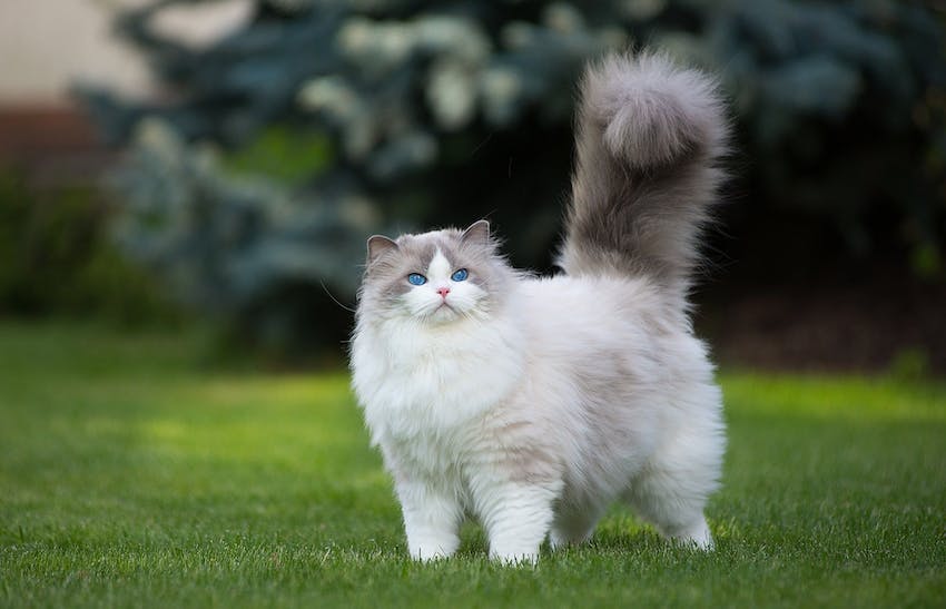 White and gray Persian cat with blue eyes standing on green grass.