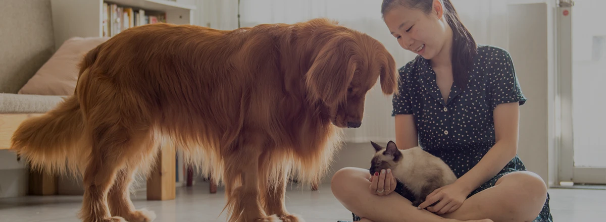 A woman with a Siamese cat and large dog