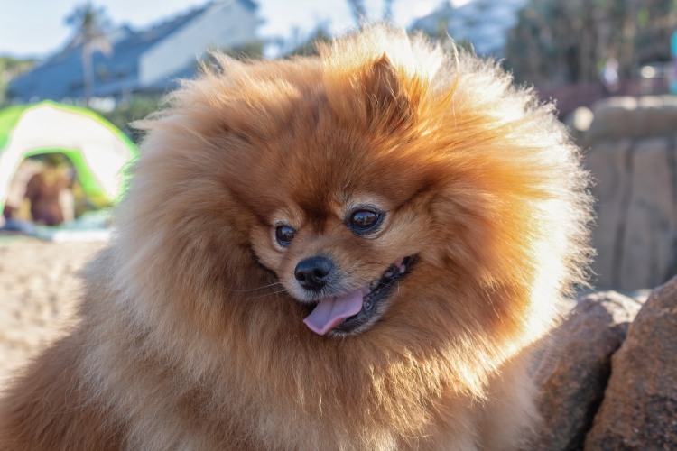 Pomeranian