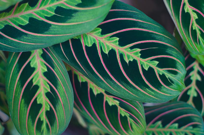 Close up of the prayer plant's striped leaves that are non-toxic to pets.