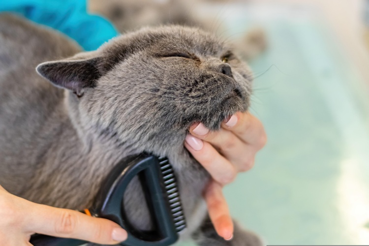 gray cat enjoying being brushed