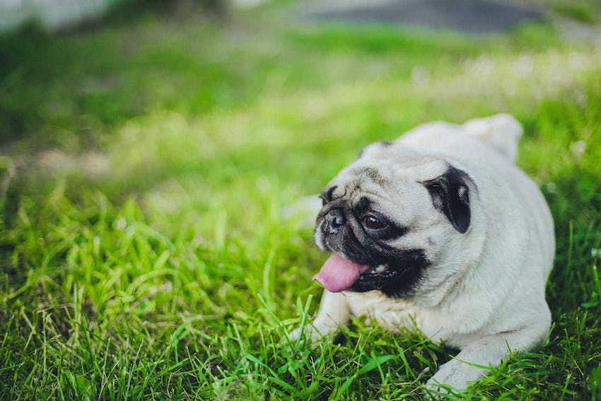 Happy pug sitting in green grass.