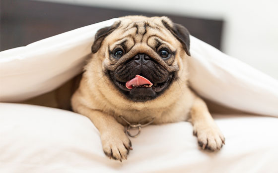 Pug on a bed in between the sheets