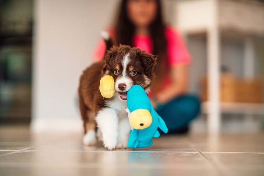 A small brown and white puppy walking away from a new pet owner with a dog toy in its mouth.
