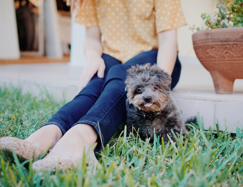 Cute puppy sitting with pet owner outside.