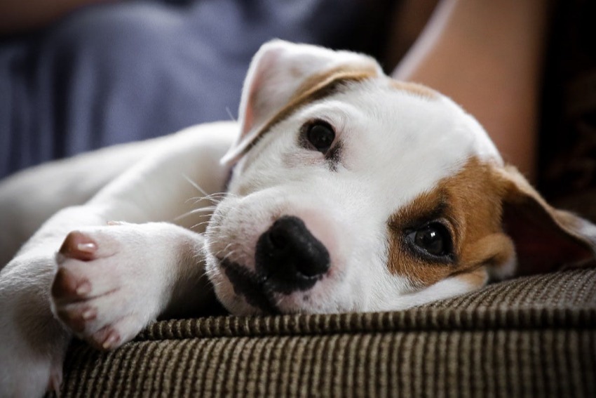 Close up of white and brown puppy face
