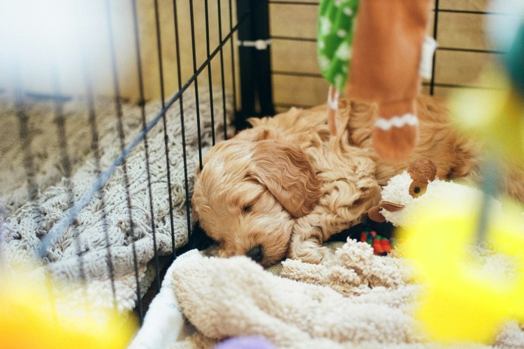 puppy sleeping in a crate