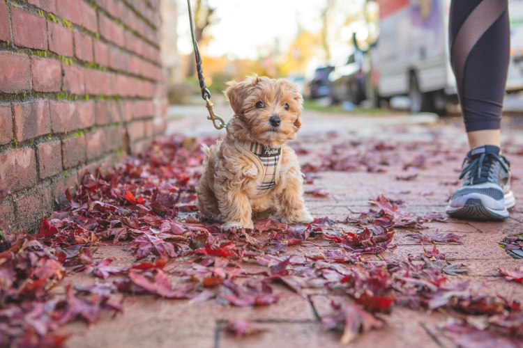 small puppy on a leash during a walk
