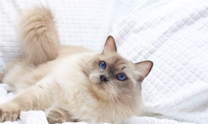 Ragdoll cat with blue eyes laying on a white blanket looking up.