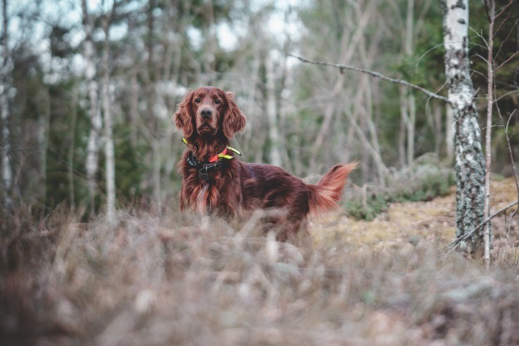 hunting dog standing in forest