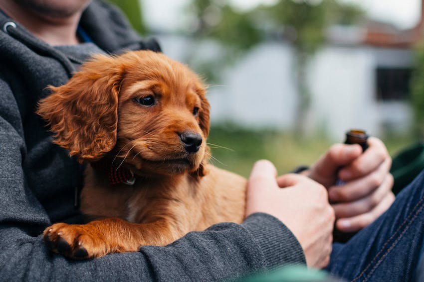A cute cocker spaniel puppy being held in the arms of a pet owner.