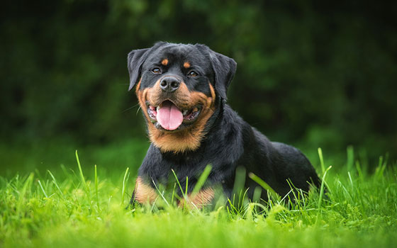 A happy Rottweiler sitting tongue out in green grass.