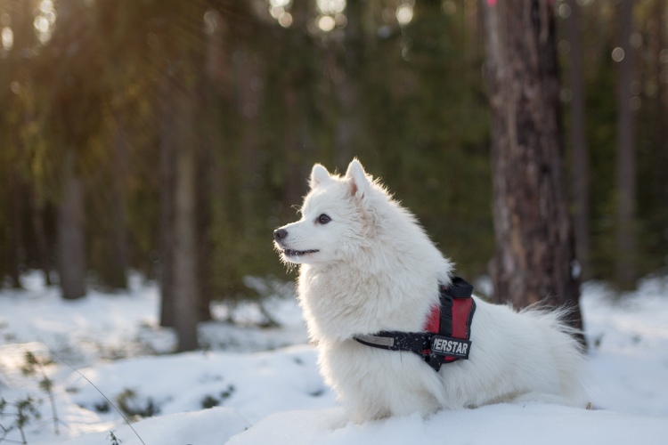 Samoyed