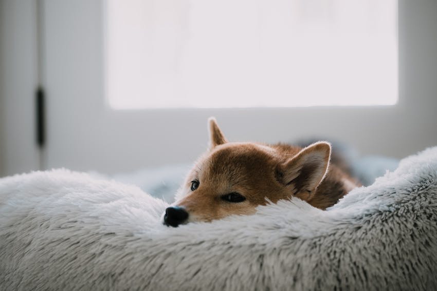An akita dog laying in an eco-friendly dog bed with face propped up on the side