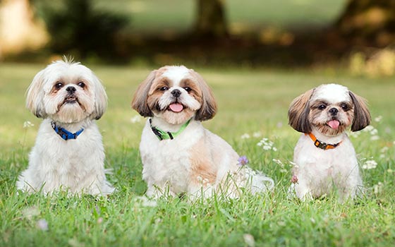 Three shih-tzu dogs on grass