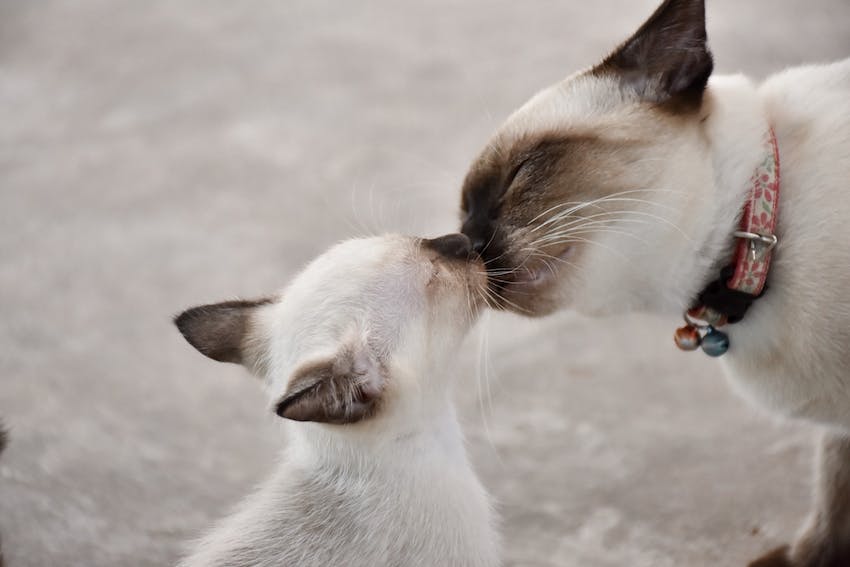 Two friendly siamese cats touching noses outdoors