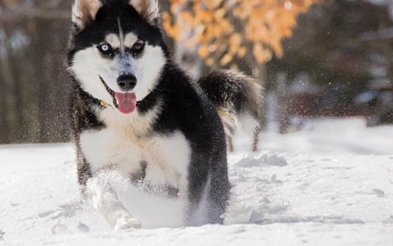 A black and white Siberian Husky with heterochromia running through the snow.