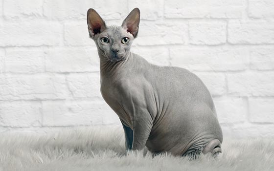 cards A Guide to the Sphynx Cat Breed