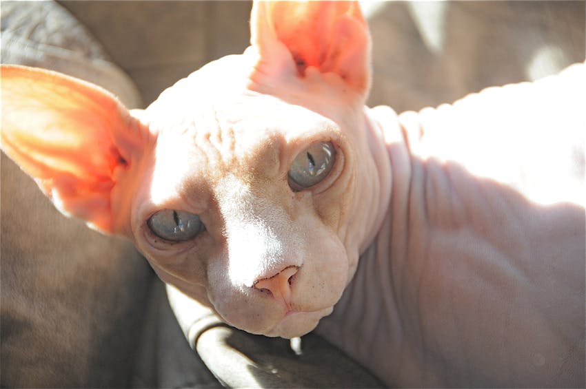 Close up of a Sphynx cat with blue eyes and pale pink skin.