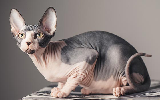 Gray and pink multicolored Sphynx cat