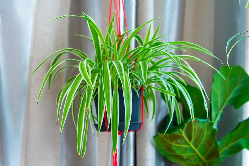Hanging spider plant that is non-toxic to cats.