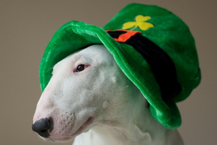 How to Celebrate St. Patrick’s Day with Your Pets