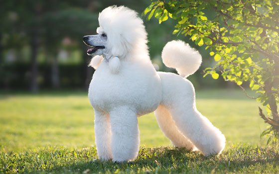 cards Guide to the Standard Poodle