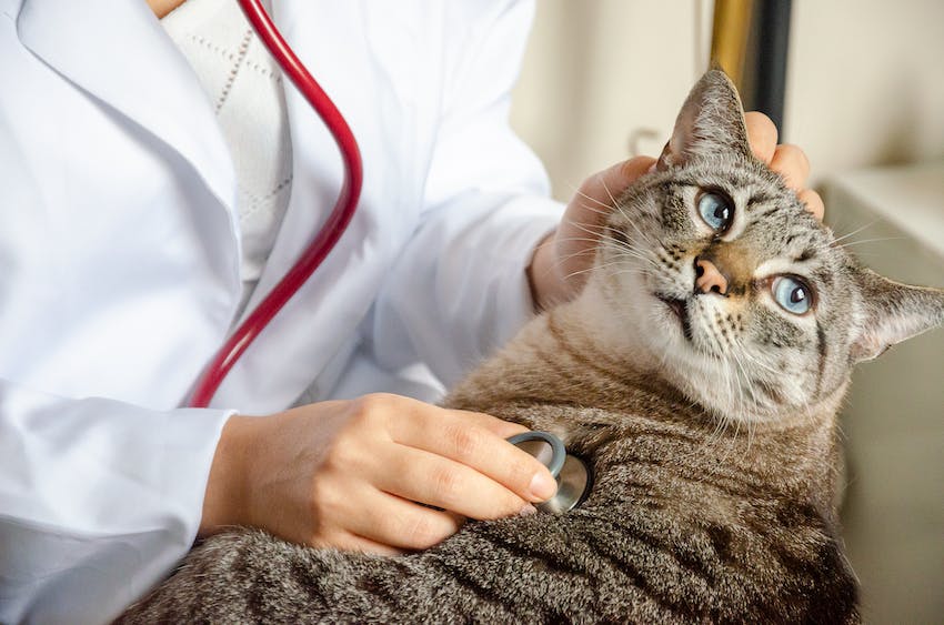 A veterinarian in a white coat examines a tabby cat with a red stethoscope.