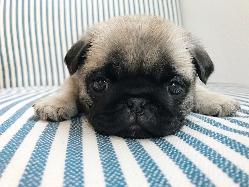 Close up of a young pug puppy laying on a striped upholstered chair