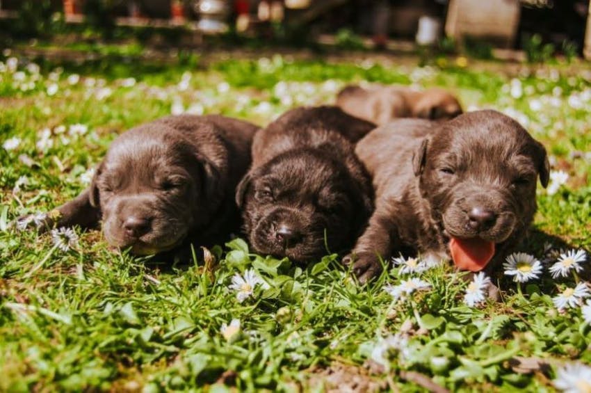 Three brown puppies asleep in a row on green grass