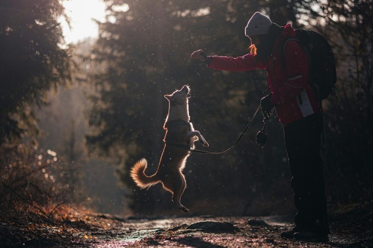 dog jumping up for treat from owner outside