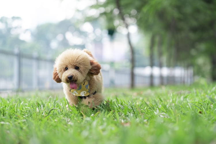 toy poodle running outdoors