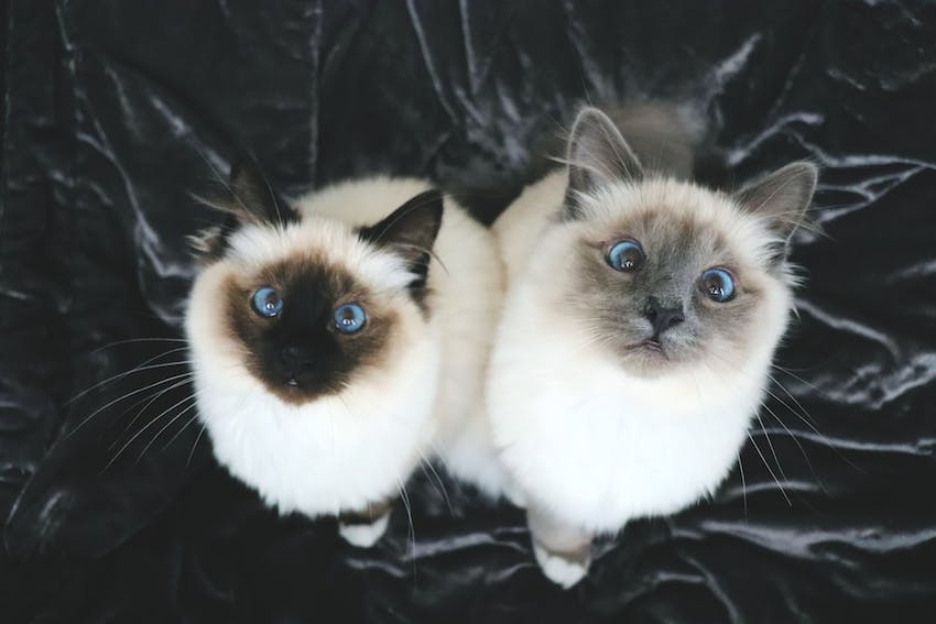 Two Birman cats looking upward