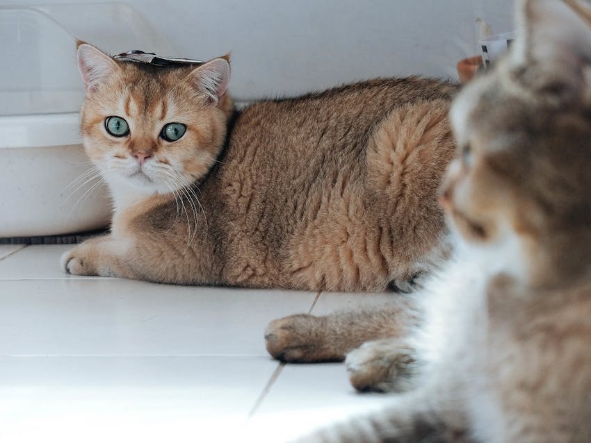 Two cats laying on a tile floor.