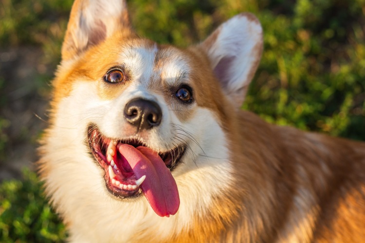 Corgi dog panting with its tongue out