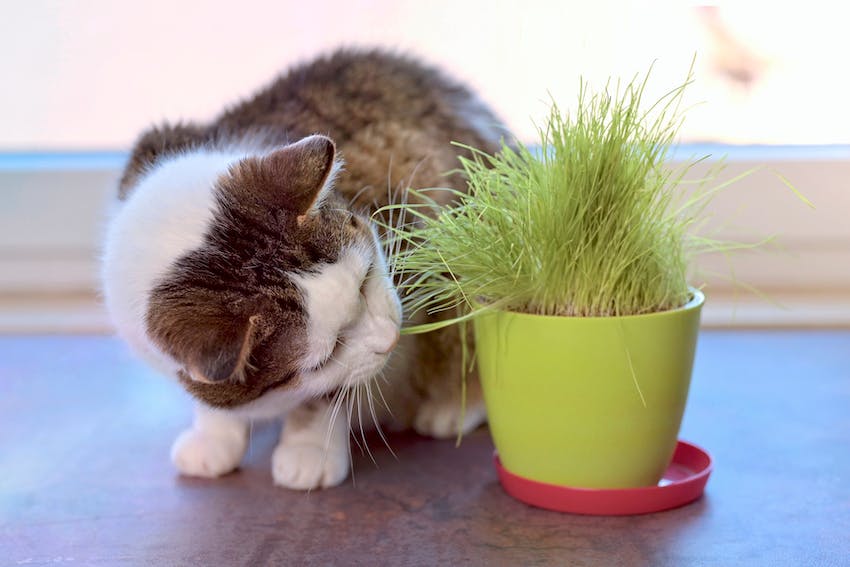 A pot with wheatgrass being chewed by a cat.