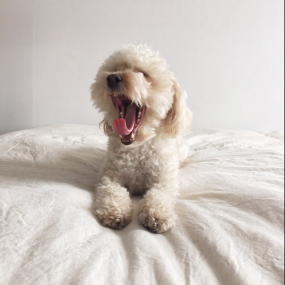 Puppy yawning on a bed with mouth wide open, showing teeth