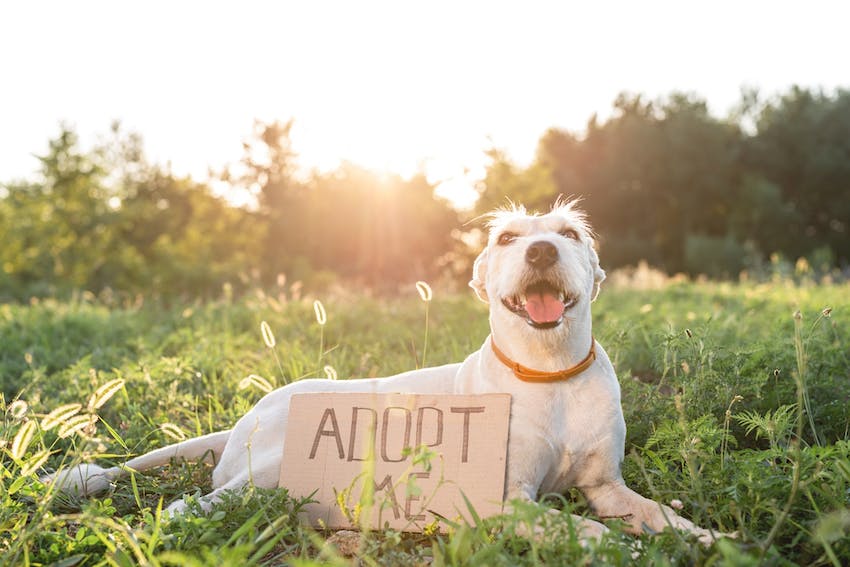 White rescue dog in a field with an adopt me sign