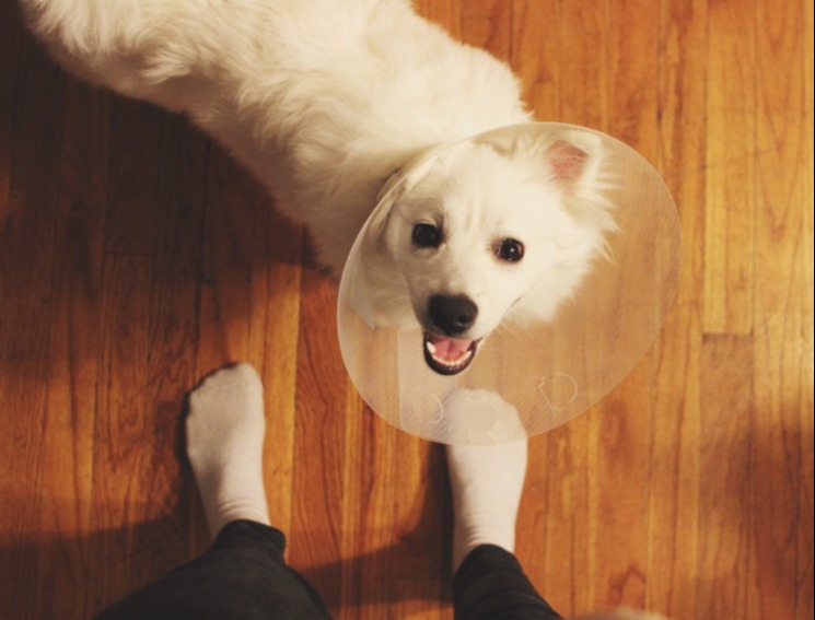 white-dog-cone