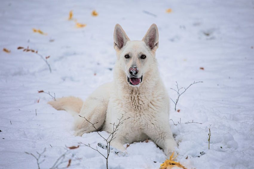 A white dog with pointy ears laying in the winter snow playfully