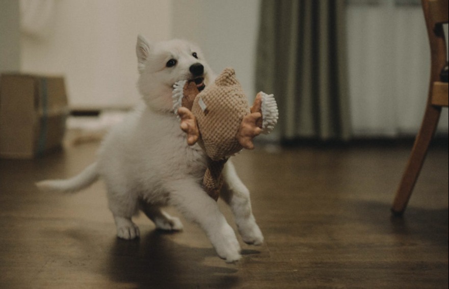 White puppy carring a toy in its mouth indoors