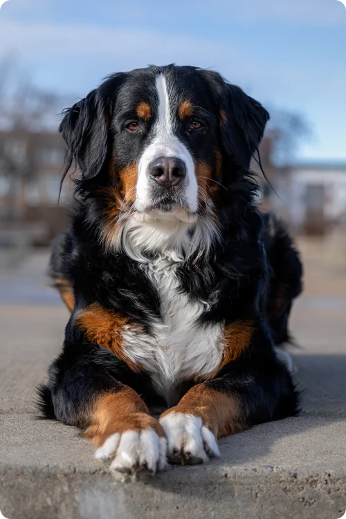 Black Labrador stands on a boat
