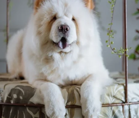 Large white Chow Chow dog on couch
