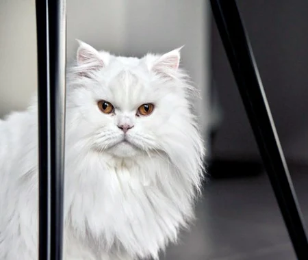 Fluffy white cat starting at the camera