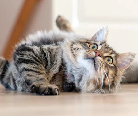 A wide-eyed cat rolls on the floor