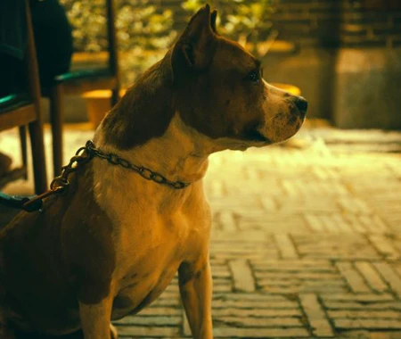 Walking with a pitbull dog at night